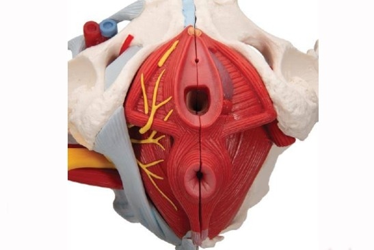 FORTALECIMIENTO DE LOS MÚSCULOS DEL PISO PÉLVICO